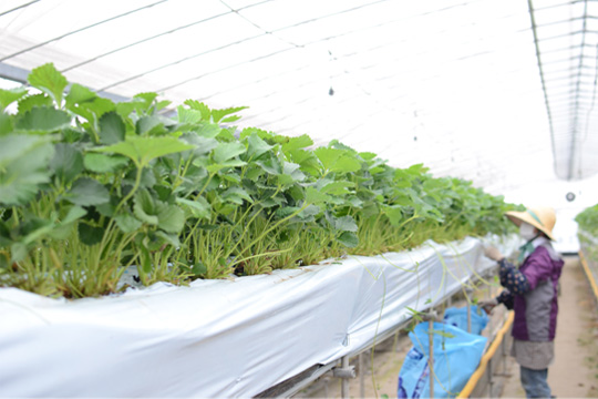 ビニールハウス