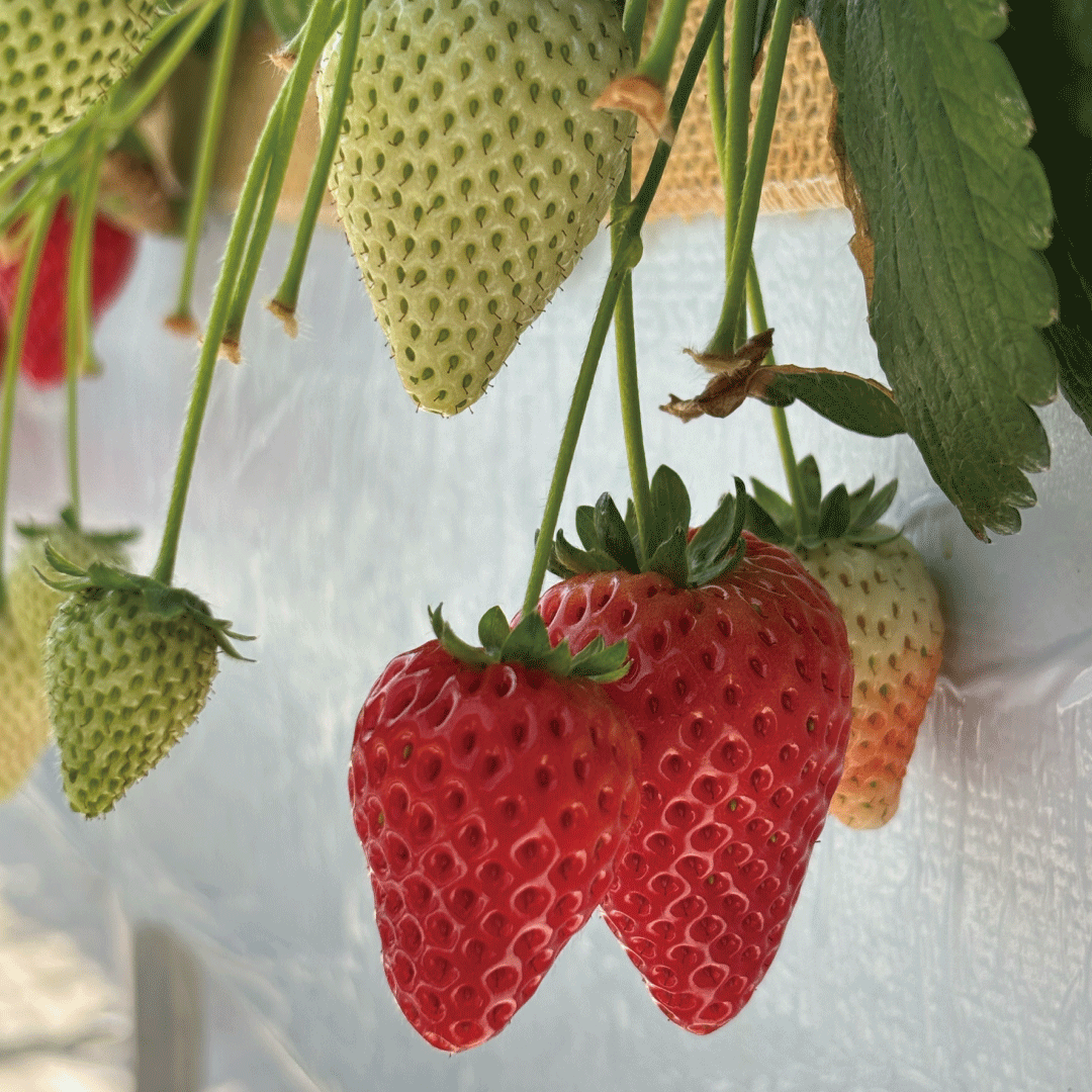 受付・農園のご紹介